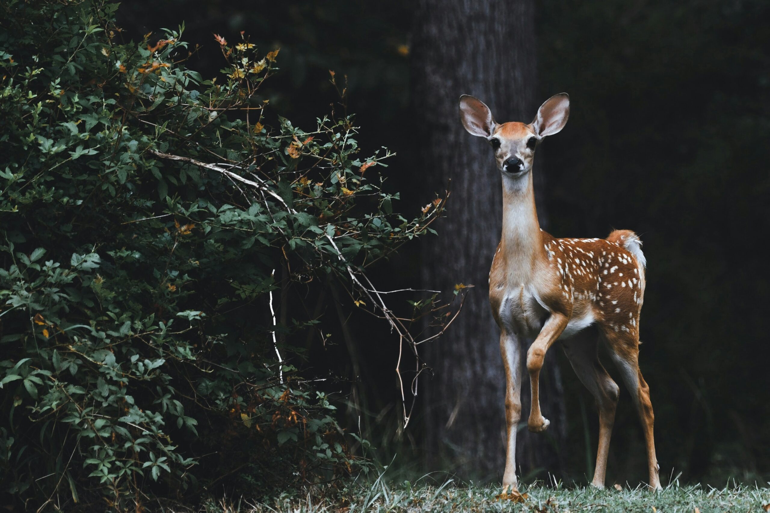 a picture of a deer